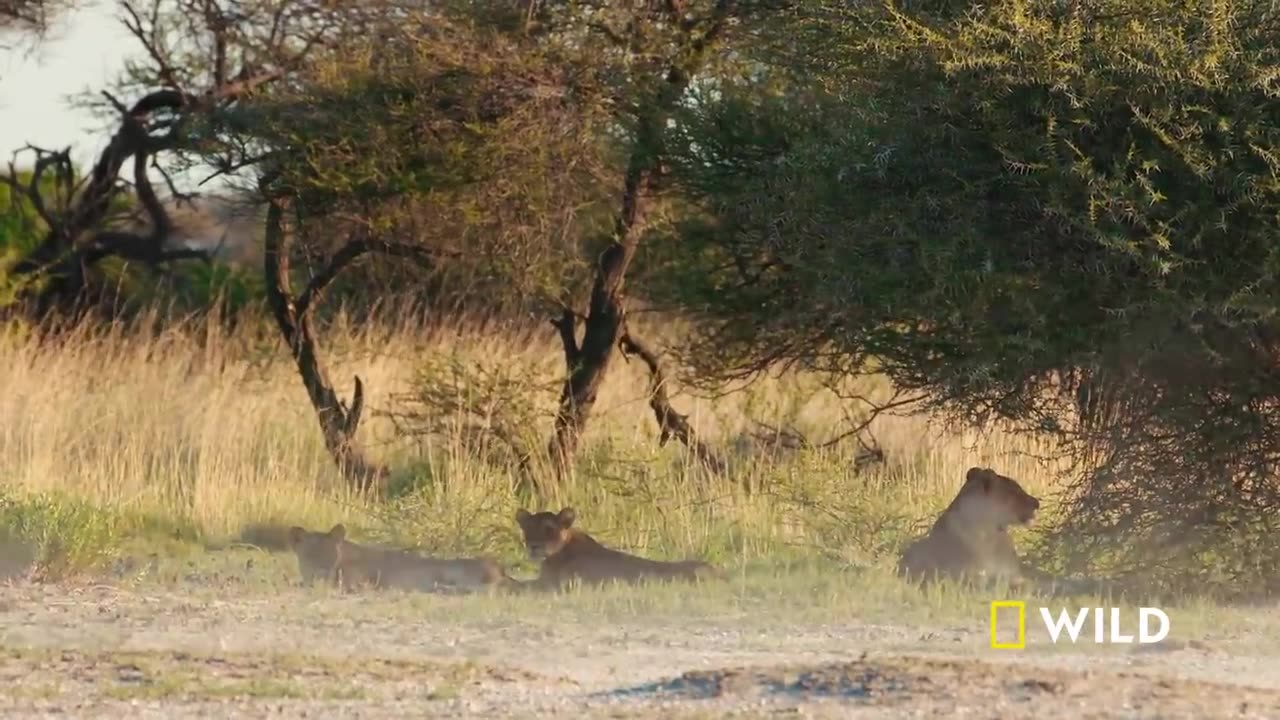 How Savannah Lions Hunt _ War of the Lions