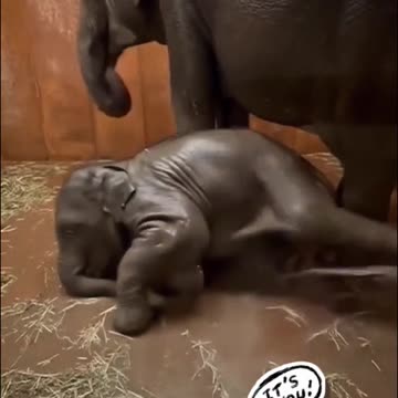 Welcome 🤗 new born elephant baby