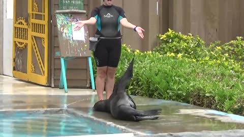 Waimanalo, HI — Sea Life Park Hawaii #1