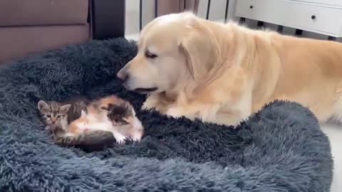 Golden Retriever and Kittens