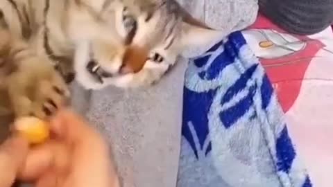 Funny😝😝 cats watch till end