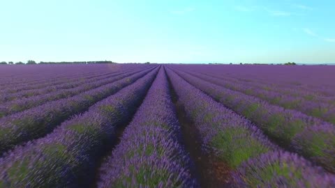 The largest orchard of roses