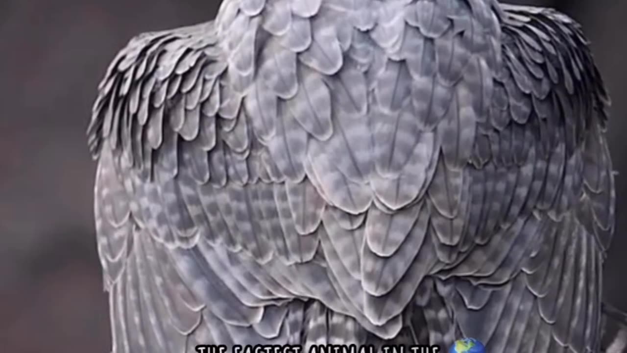 THE KING OF BIRD'S