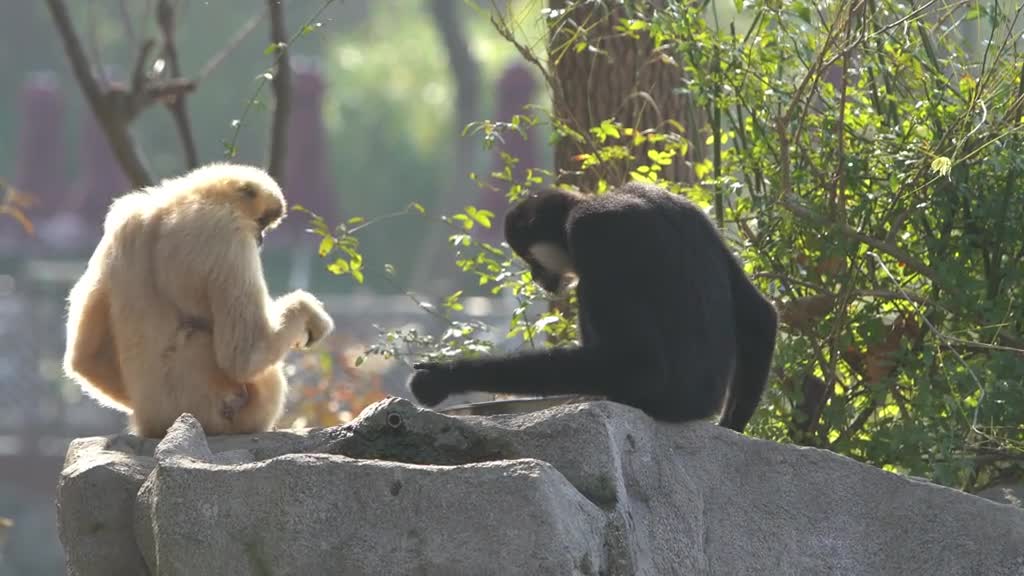 Gibbon mother takes baby daily It's like raising one