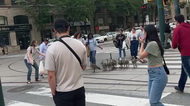 Goslings Guided by People Use Crosswalk