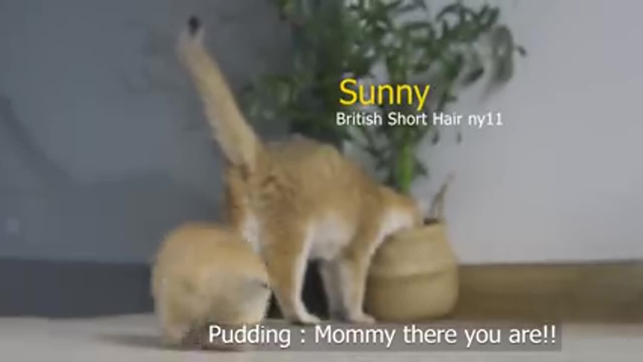 Tiny Kitten Pudding is crying to find mother cat my cute cat