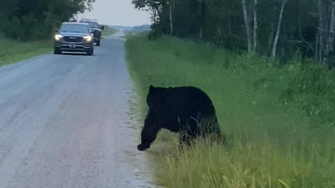 Black Bear With a Back Itch