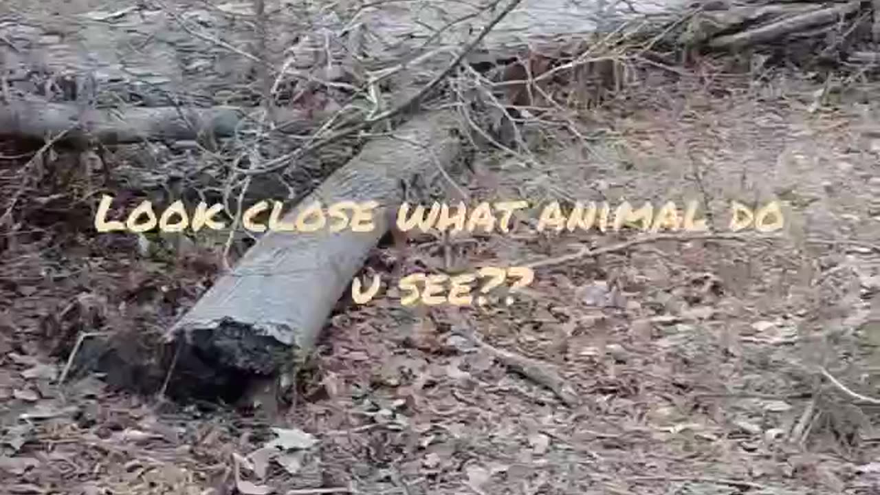 Southern woods challenge