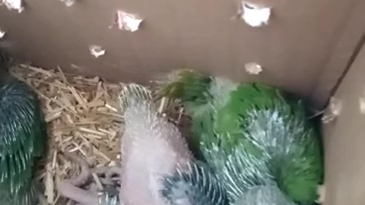 Birds video