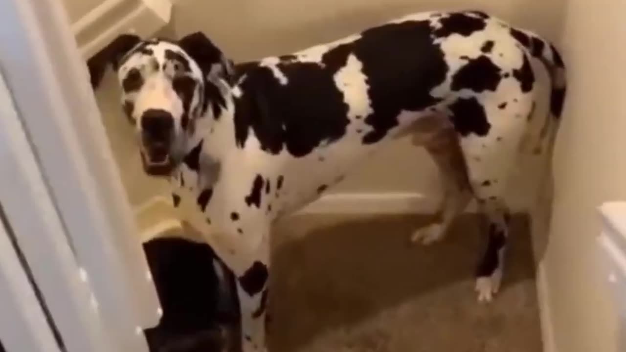 Animals Losing Their Minds: A Laugh Riot!