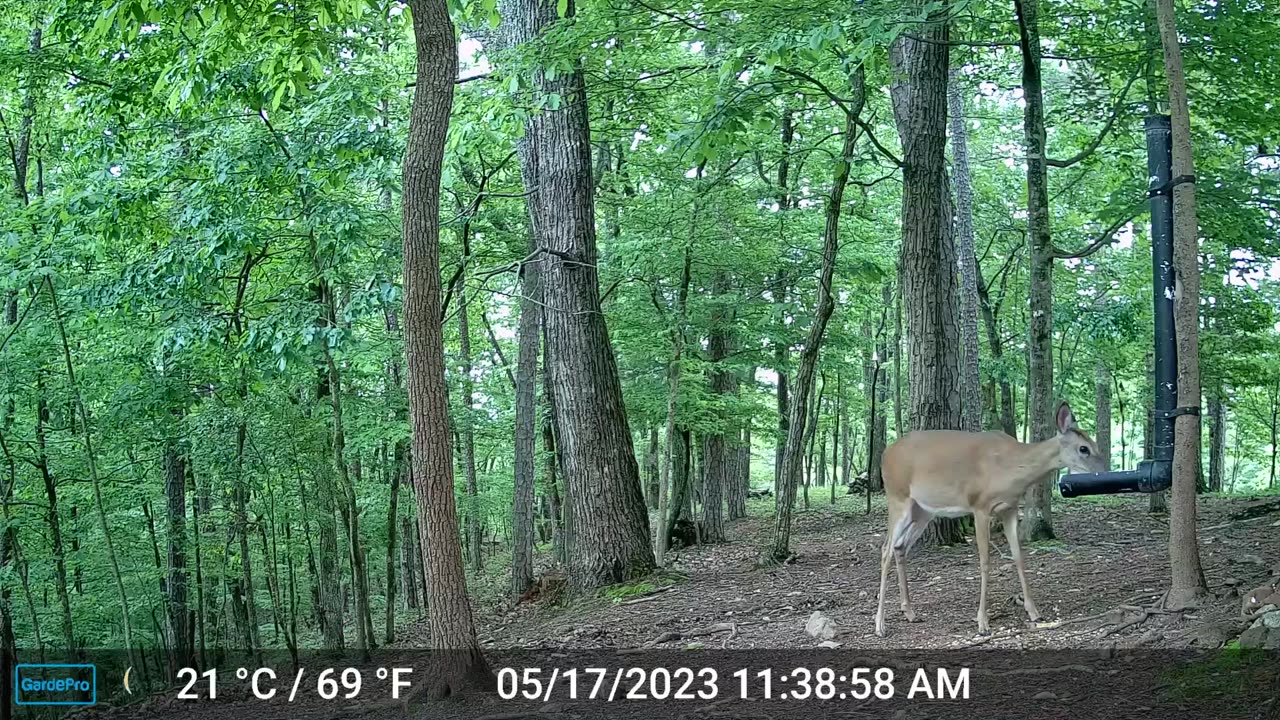 The Woods – 05/18/2023