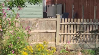 Fluffy Friend Bounces at the Fence