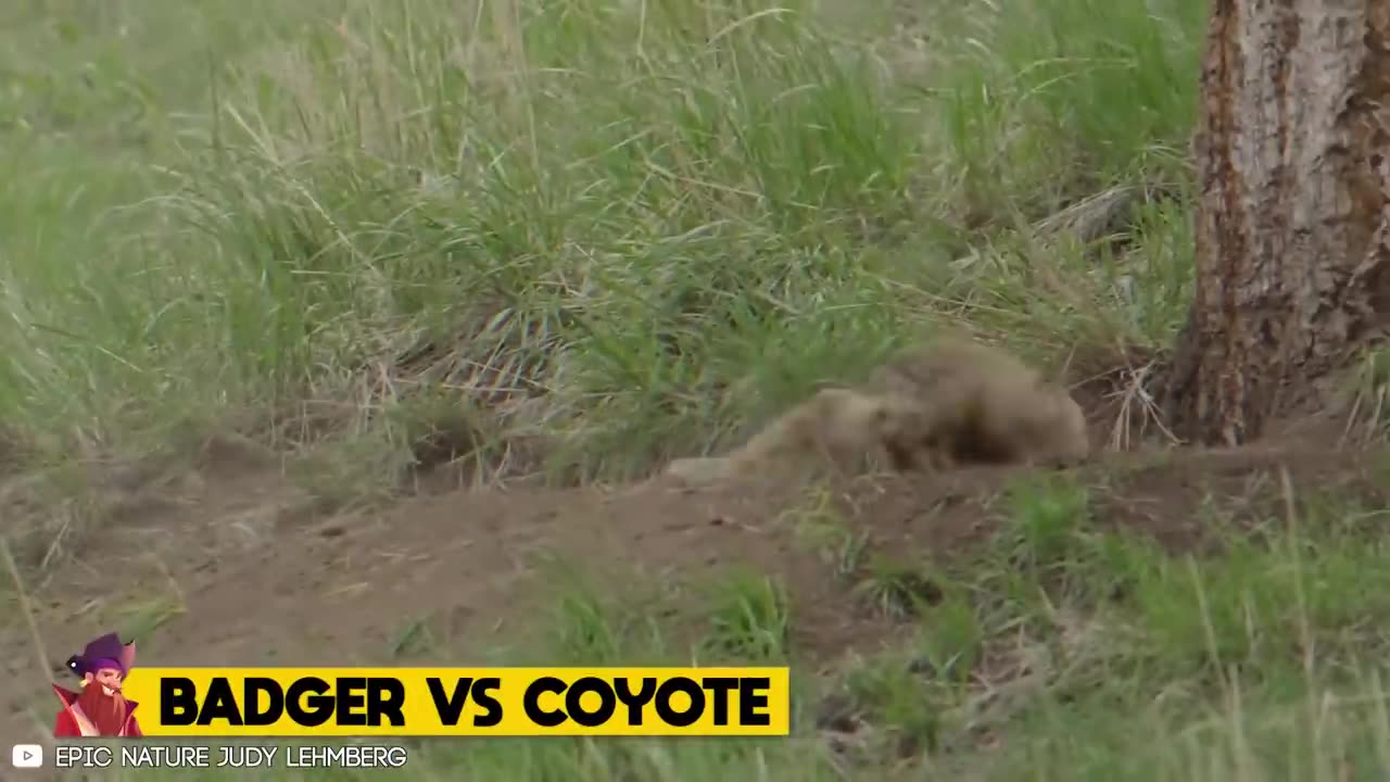 Unbelievable Honey Badger Attacks & Interactions Caught On Camera!