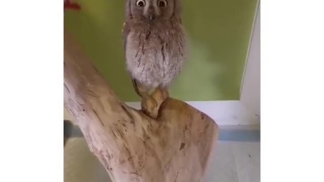 You definitely haven't seen such an owl