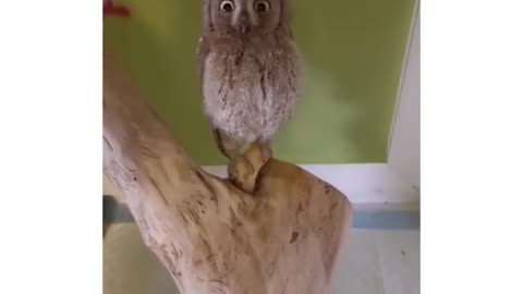 You definitely haven't seen such an owl