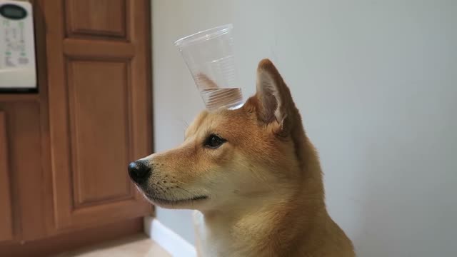 Dog Balances Cup of Water on Head