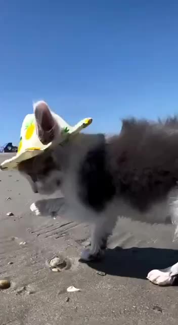 kitten hitting the beach resort in style