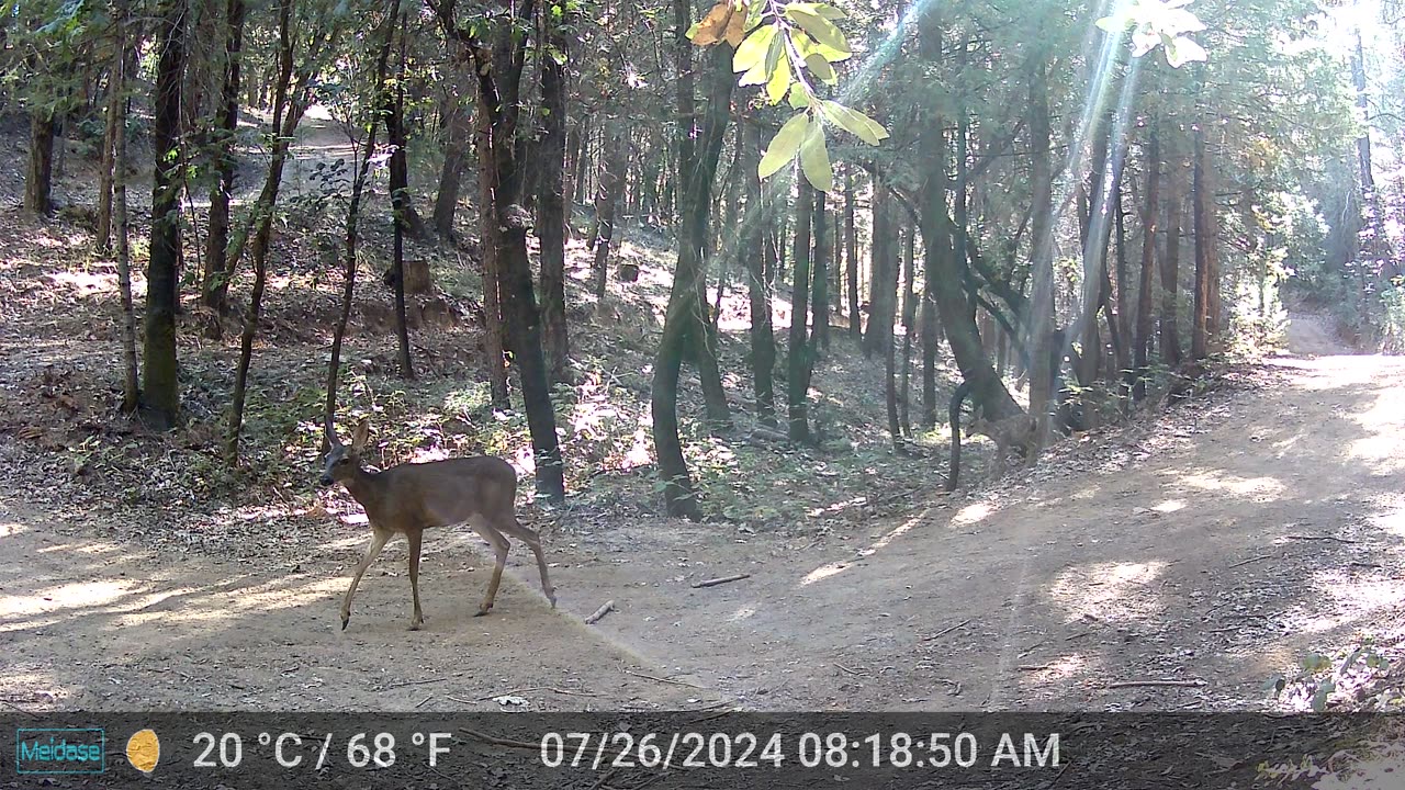 Mama Deer and Baby Zoomie Are Still Safe