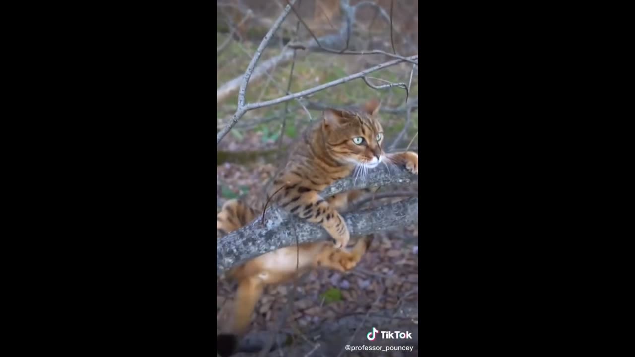 Funny Animal Videos That Are IMPOSSIBLE Not To Laugh At 😂