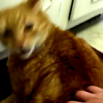 funny cat \ funny animal videos