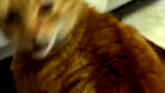 funny cat \ funny animal videos