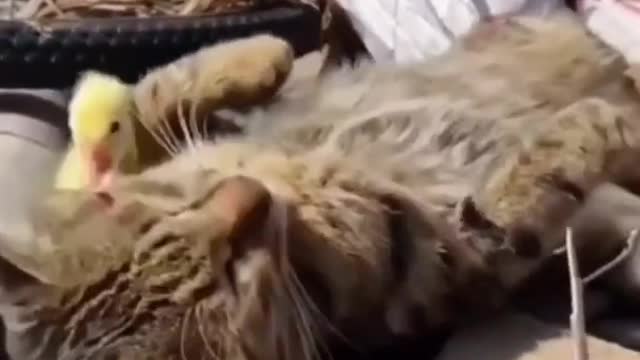 Funny Cat Videos 07