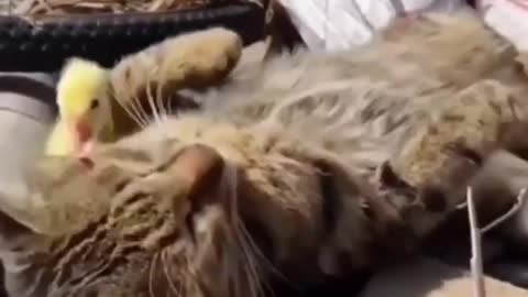 Funny Cat Videos 07