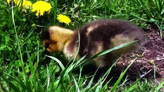 Abandoned gosling finds hope with caring family