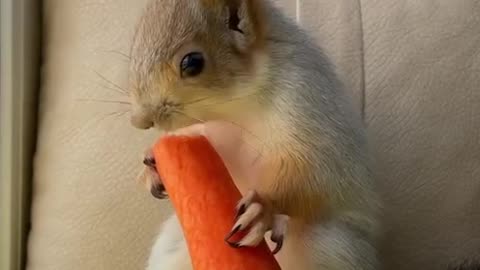 #Squirrels🐿 are excellent swimmers