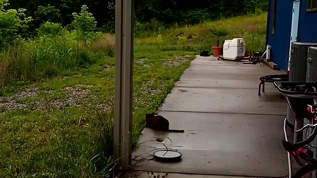 Birds challenging cat 🐈 | The Rural Outdoors