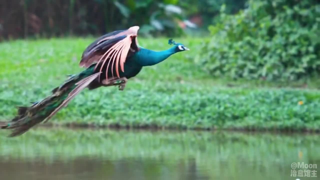 Bạn có công nhận nhìn nó bay giống 1 chú phượng hoàng không