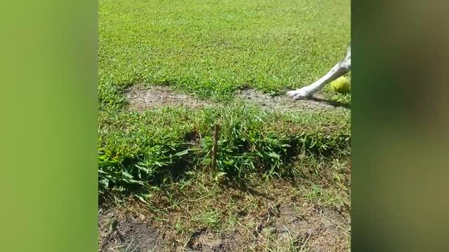 Dog Barks Up The Wrong Stick