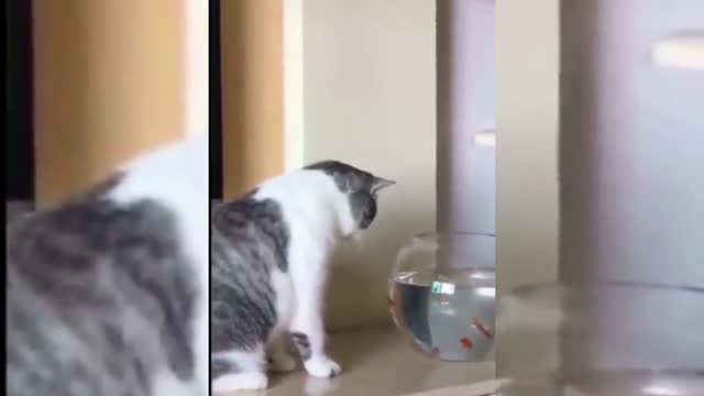 😂Where is my food this is empty funny cats and dogs compilation😂😂|| Try not to laugh ||#shorts