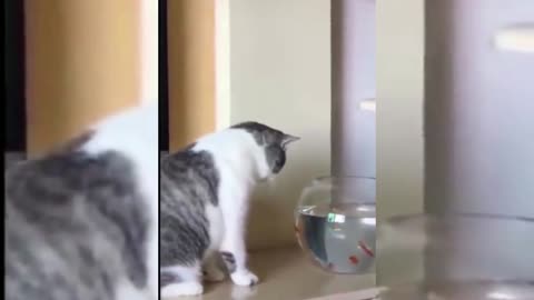 😂Where is my food this is empty funny cats and dogs compilation😂😂|| Try not to laugh ||#shorts