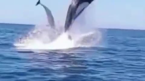 Killer whale and dolphin 🐬 swimming video