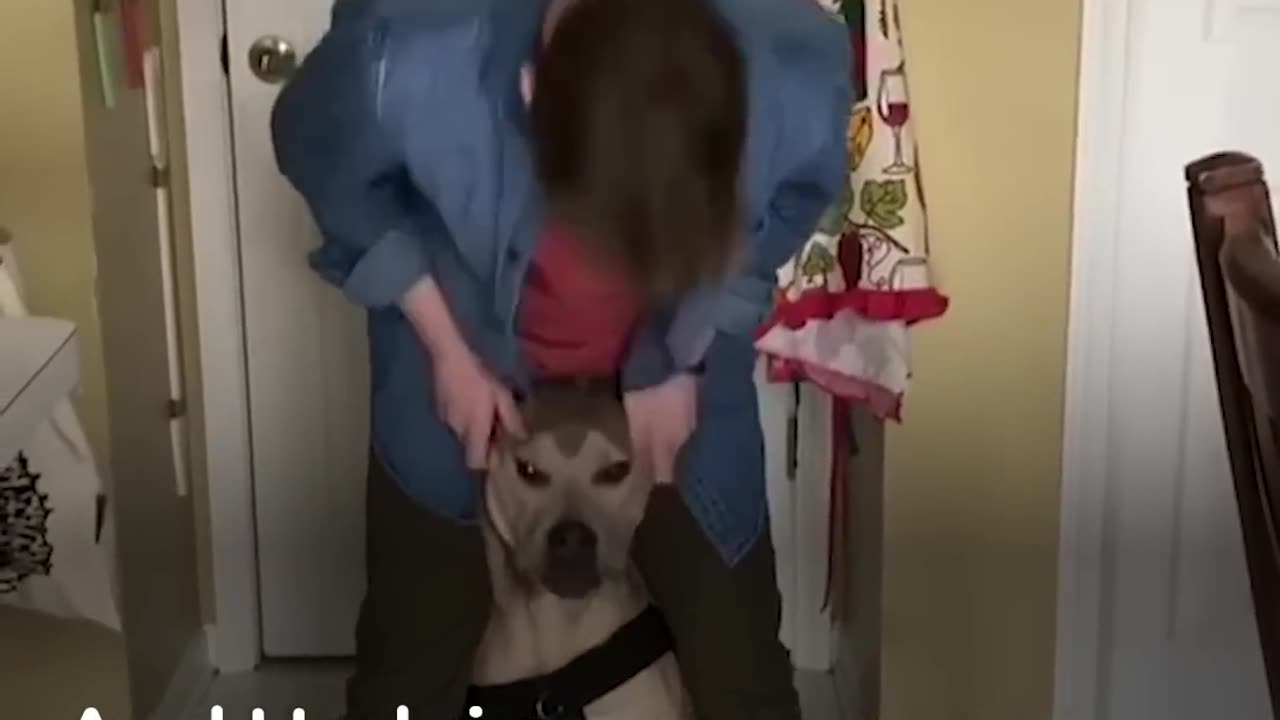 Dog Trusts His Brother More Than Anyone - Hedgie the Pitbull | The Dodo