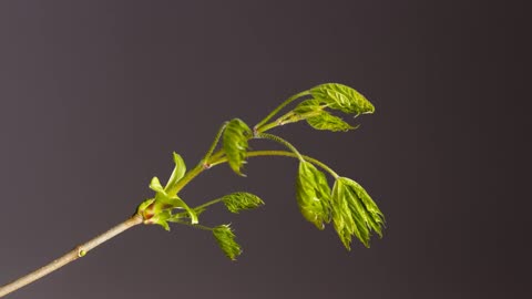 Time-Lapse_ Bud Sprouts Flower