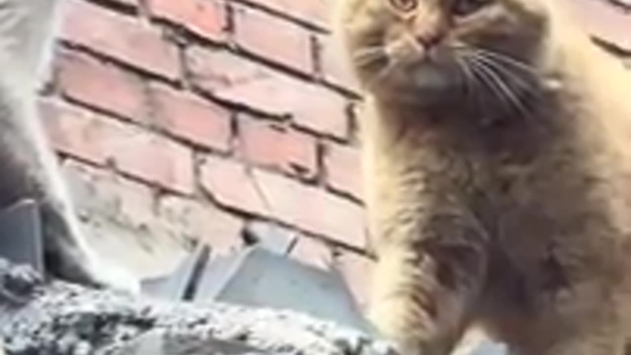 Cute and Funny Cats