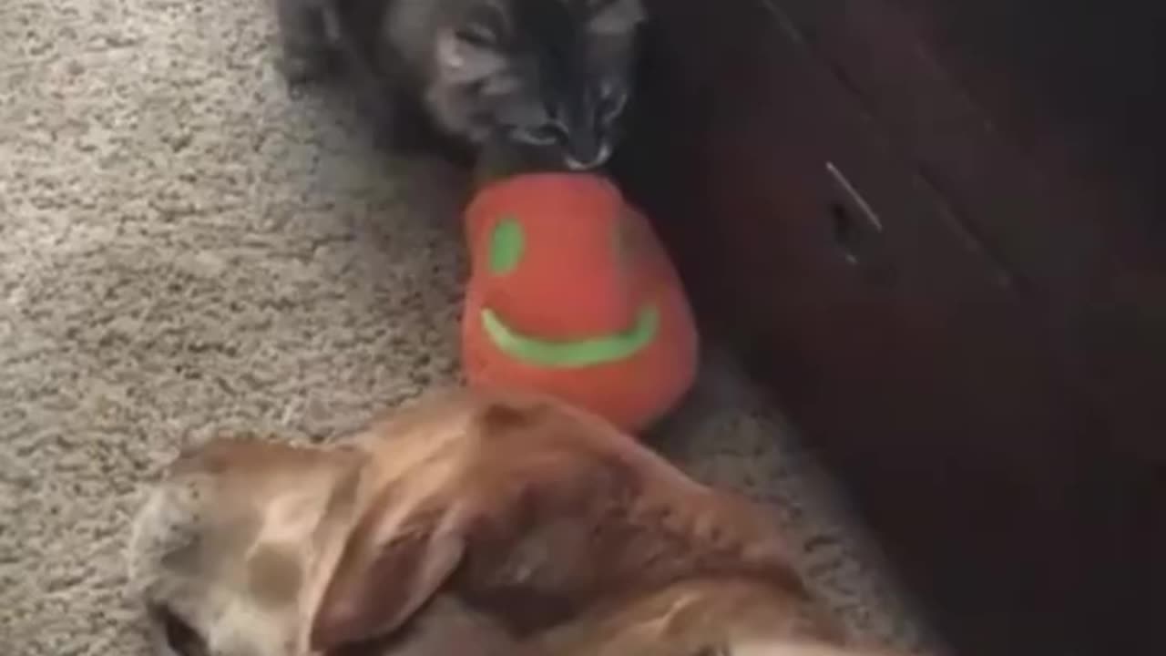 Funny animals 😂 funny cats/dogs 😹