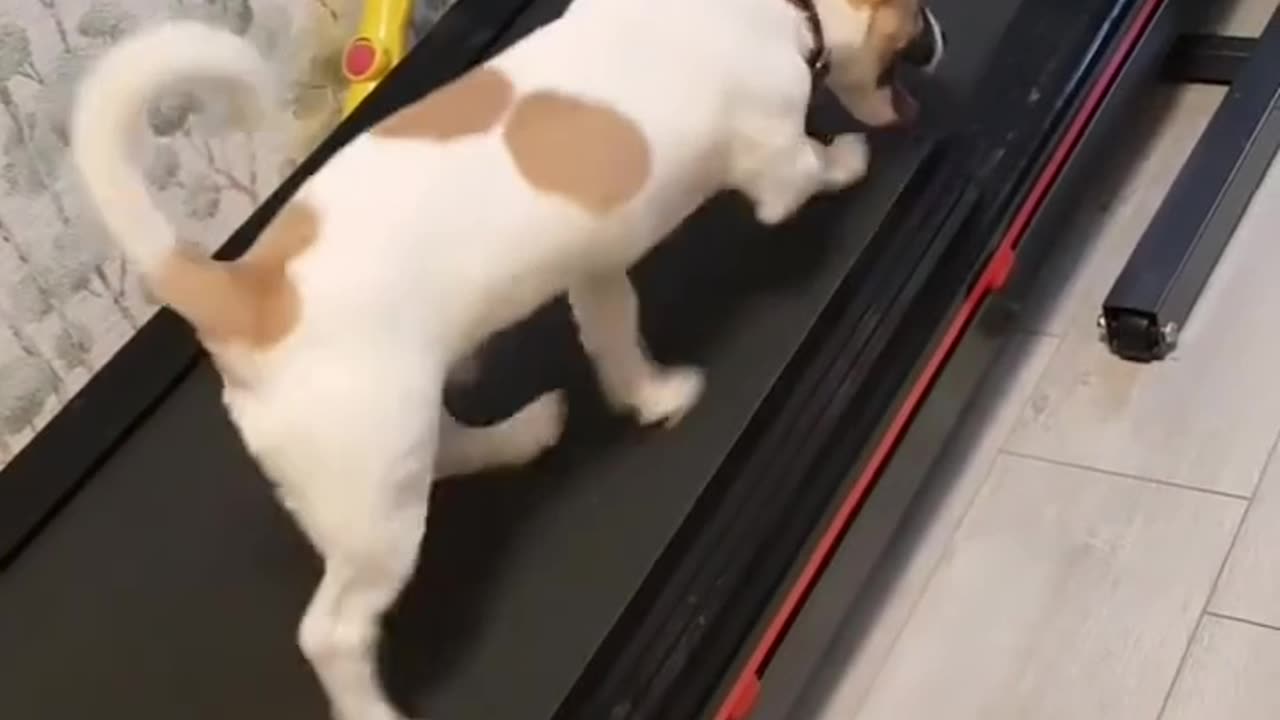 Hilarious Battle: Dog Takes on Treadmill! You Won't Believe What Happens Next 😂🐾 #FunnyDogVideo"