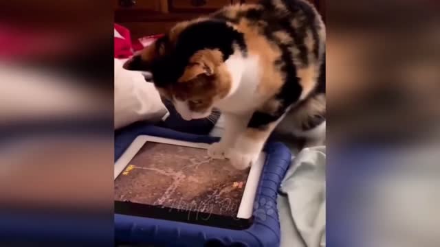 CAT Got Scared after seeing FISH on Tablet