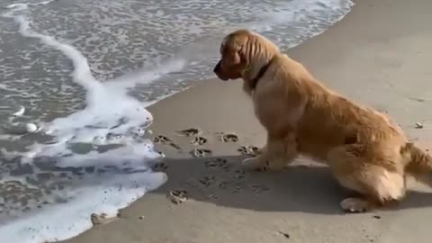 Sea and dog | it is so funny 🤣🤣🤣🤣