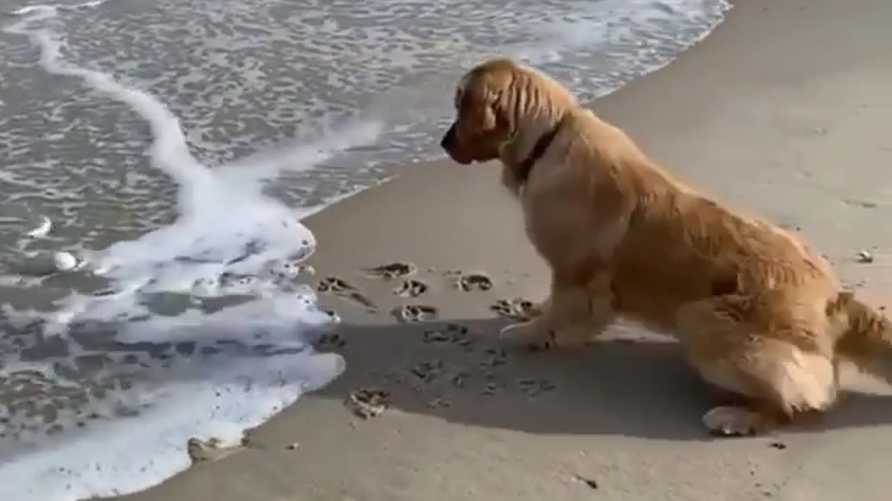 Sea and dog | it is so funny 🤣🤣🤣🤣