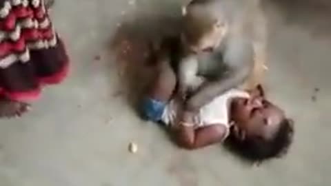 Monkey kidnap a baby by then human show up