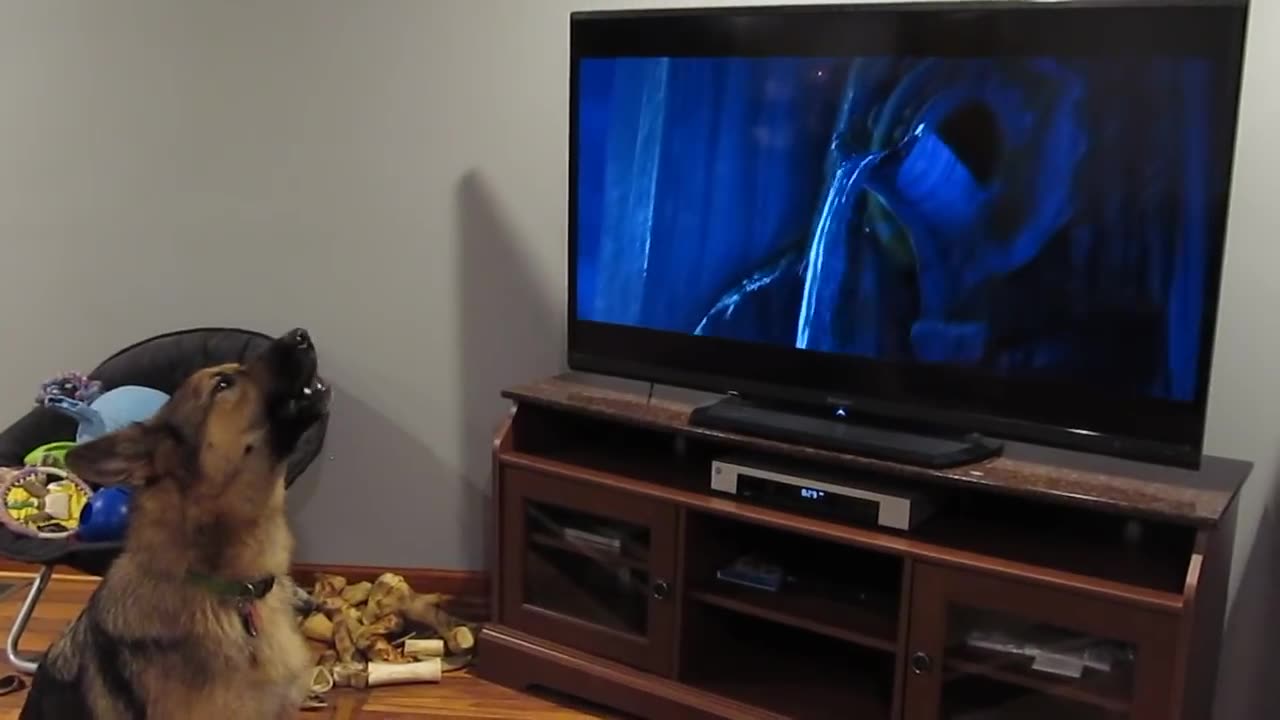 German shepherd howling with wolves from Zootopia♥