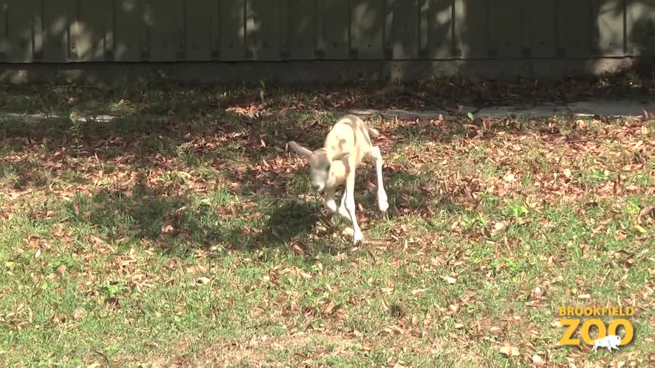 New Addax Calves at Brookfield Zoo