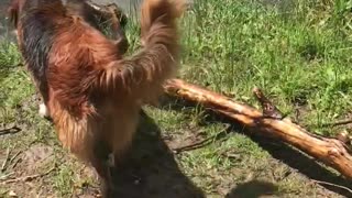 The aquatic dog