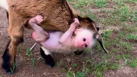 Baby monkey play with his best friend