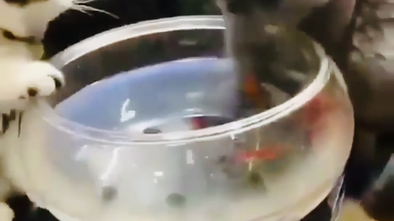 Cat and their love for fishes ❤️