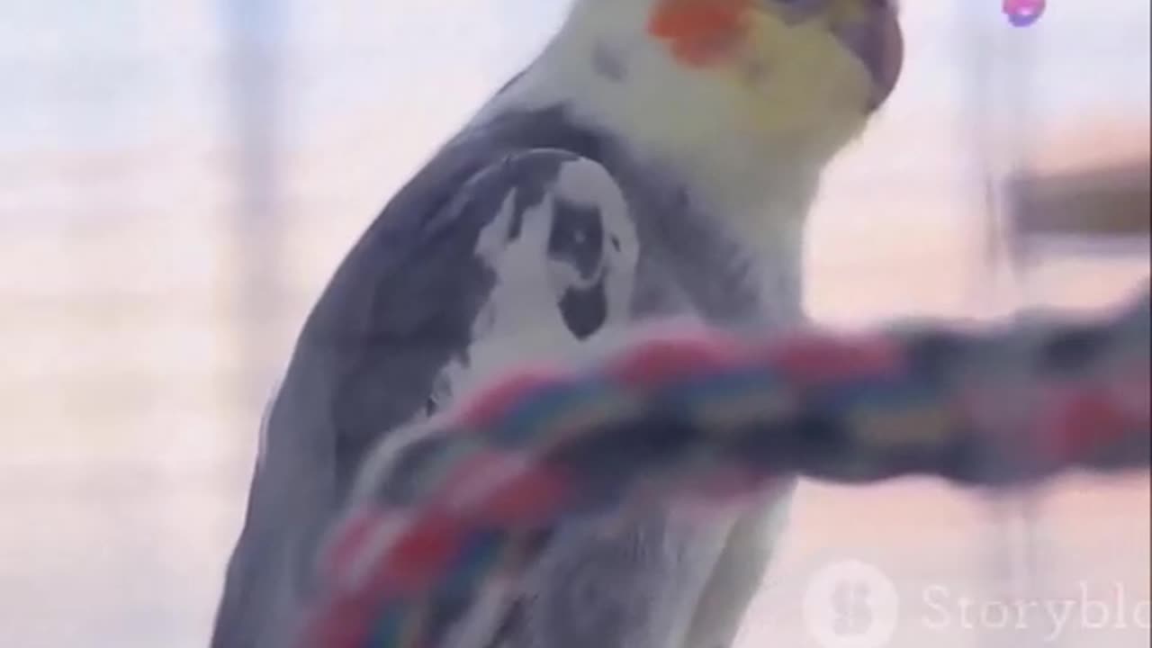 Discover the Charming World of Cockatiels